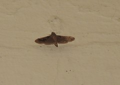 Pilocrocis milvinalis