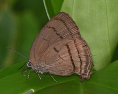 Theritas paupera