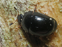 Cyllodes ater