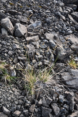 Deschampsia cespitosa glauca