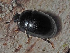 Cyllodes ater
