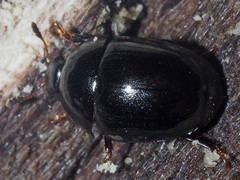 Cyllodes ater
