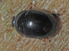 Cyllodes ater