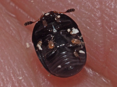 Cyllodes ater