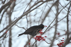Turdus merula