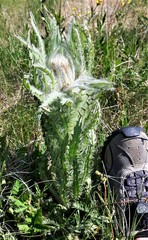 Cirsium foliosum