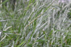 Elymus macrourus