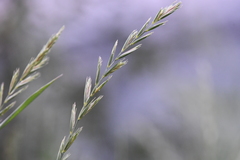 Elymus macrourus