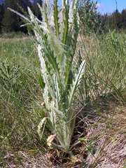 Cirsium foliosum