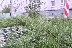 Elymus macrourus