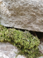 Scorpiurium circinatum