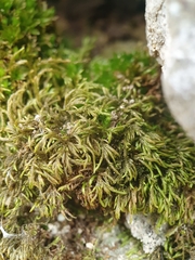 Scorpiurium circinatum