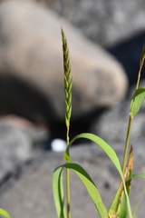 Elymus macrourus