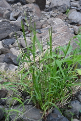 Elymus macrourus