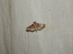 Pilocrocis milvinalis