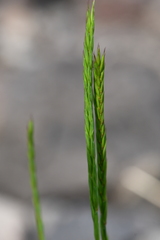 Elymus macrourus