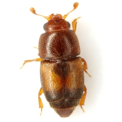 Carpophilus nepos