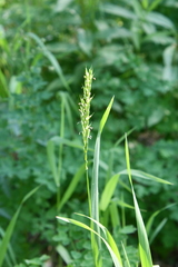 Elymus macrourus