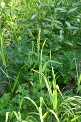 Elymus macrourus