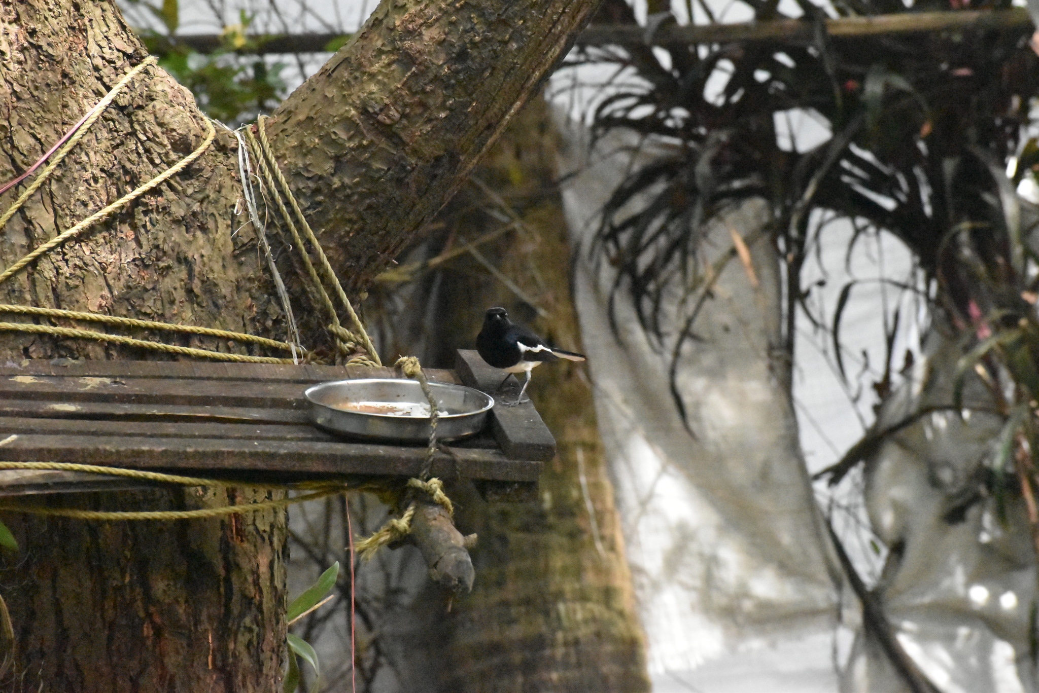 Oriental Magpie Robin