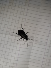 Carabus granulatus interstitialis