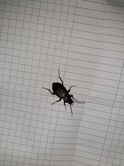 Carabus granulatus interstitialis