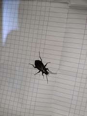 Carabus granulatus interstitialis