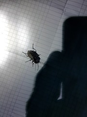 Carabus granulatus interstitialis