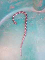 Leptodeira nigrofasciata