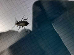 Carabus granulatus interstitialis