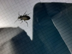 Carabus granulatus interstitialis