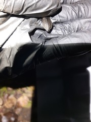 Carabus granulatus interstitialis