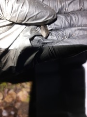 Carabus granulatus interstitialis