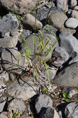 Elymus mutabilis