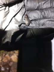 Carabus granulatus interstitialis