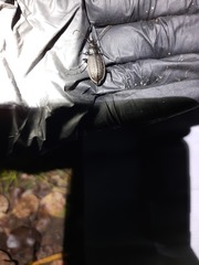 Carabus granulatus interstitialis