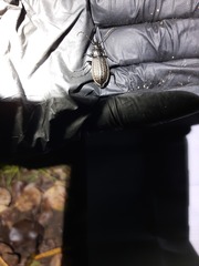 Carabus granulatus interstitialis