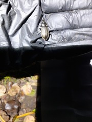 Carabus granulatus interstitialis