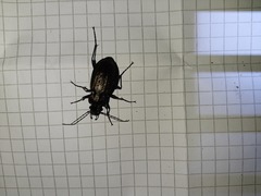 Carabus granulatus interstitialis