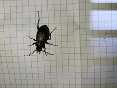 Carabus granulatus interstitialis
