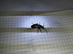 Carabus granulatus interstitialis