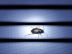 Carabus granulatus interstitialis