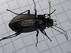 Carabus granulatus interstitialis