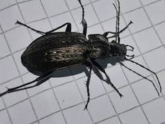 Carabus granulatus interstitialis