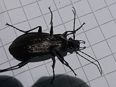 Carabus granulatus interstitialis
