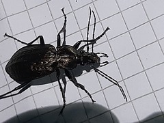 Carabus granulatus interstitialis