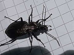 Carabus granulatus interstitialis