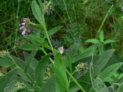 Cacyreus marshalli