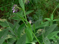 Cacyreus marshalli