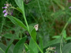 Cacyreus marshalli